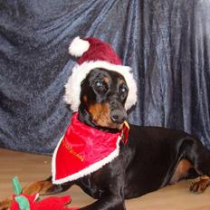 Dobermann kaiza R.I.P