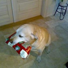Labrador retriever Bamse <33 *Aflivet* :'(<3