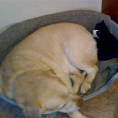 Labrador retriever Bamse <33 *Aflivet* :'(<3