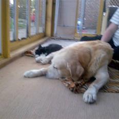 Labrador retriever Bamse <33 *Aflivet* :'(<3