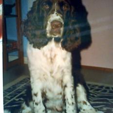 Engelsk springer spaniel Laban **Død** :'(