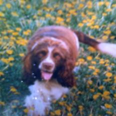 Engelsk springer spaniel Laban **Død** :'(