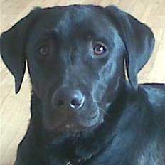 Labrador retriever Turbo