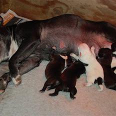 Staffordshire bull terrier Nala