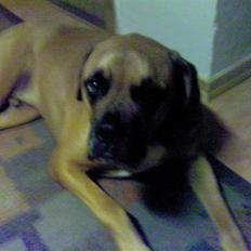 Blanding af racer Herman