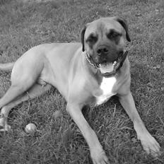 Blanding af racer Herman