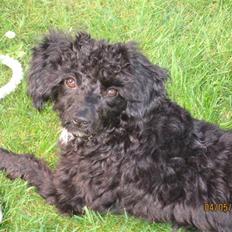 Blanding af racer Freja