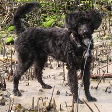 Blanding af racer Freja