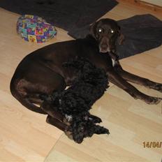 Blanding af racer Freja