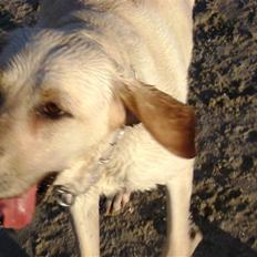 Labrador retriever Chiska