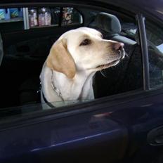 Labrador retriever Chiska