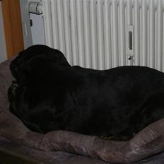 Blanding af racer Lunde