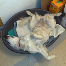 Golden retriever Mille