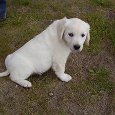 Golden retriever Mille
