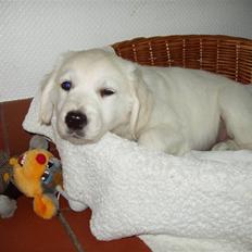 Golden retriever Mille