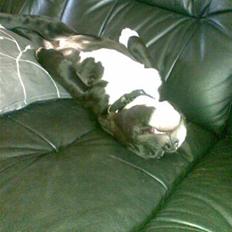 Amerikansk staffordshire terrier Kenzo