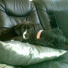 Amerikansk staffordshire terrier Kenzo