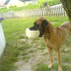 Grand danois Grand Odes Amy - RIP <3