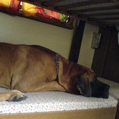 Grand danois Grand Odes Amy - RIP <3