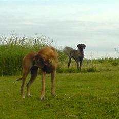 Grand danois Grand Odes Amy - RIP <3