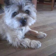 Cairn terrier Futte