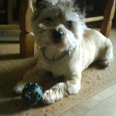 Cairn terrier Futte