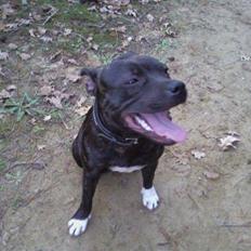 Staffordshire bull terrier Fiona