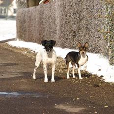 Dansk svensk gaardhund fenja