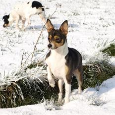 Dansk svensk gaardhund fenja