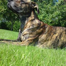 Blanding af racer Tyson