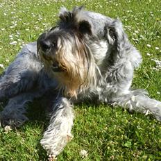 Mellemschnauzer Four Legs Danish Delight