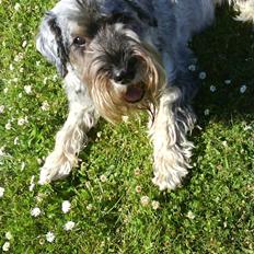 Mellemschnauzer Four Legs Dengsepigen