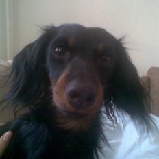 Miniature gravhund Alfred