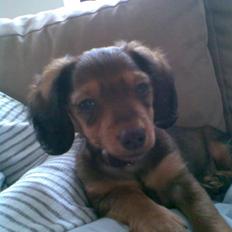 Miniature gravhund Mollie