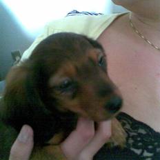 Miniature gravhund Mollie