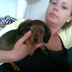 Miniature gravhund Mollie