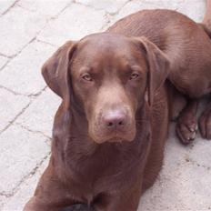 Labrador retriever Kenzo