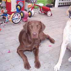 Labrador retriever Kenzo