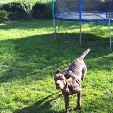 Labrador retriever Kenzo