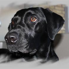 Labrador retriever Charmetrold