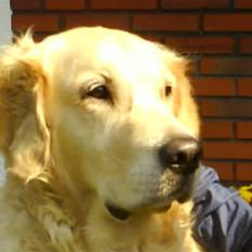 Golden retriever Zenta ( Onkel's)