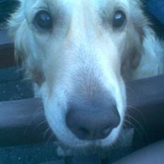 Golden retriever Zenta ( Onkel's)