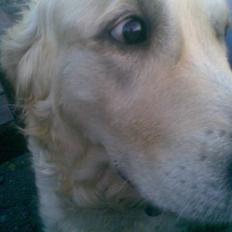 Golden retriever Zenta ( Onkel's)