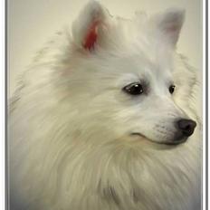 Japansk spids Rina R.I.P min søde