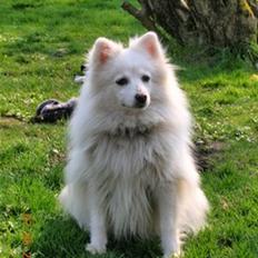 Japansk spids Rina R.I.P min søde