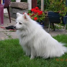 Japansk spids Rina R.I.P min søde