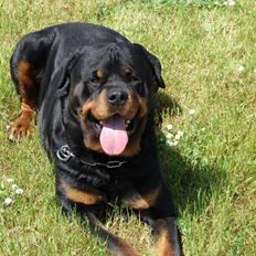 Rottweiler Santos