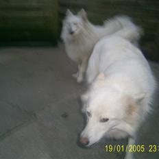 Blanding af racer Blondie 18-4-