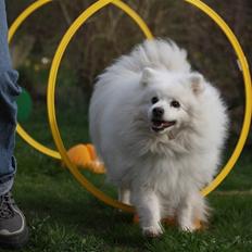 Japansk spids gamle-far Ricko 