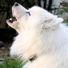 Japansk spids gamle-far Ricko 